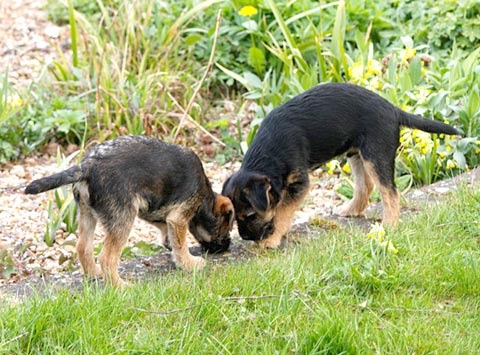 Border Terrier