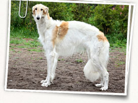 Borzoi