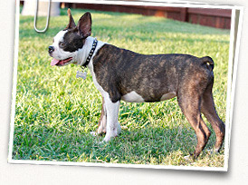 Boston Terrier