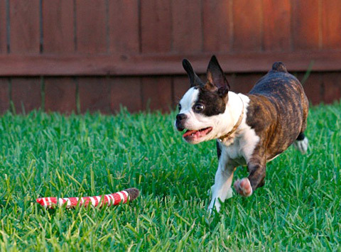 Boston Terrier