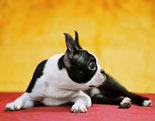 Boston Terrier