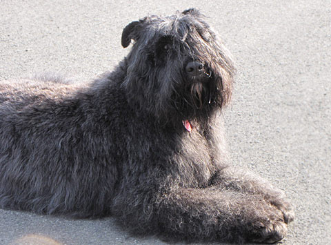 Bouvier Des Flandres