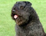 Bouvier Des Flandres