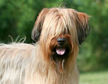 Briard