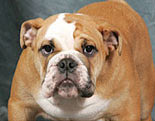 Bulldog