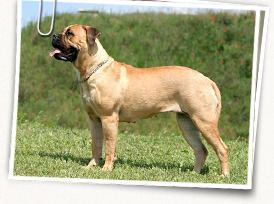 Bullmastiff