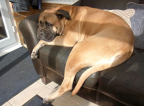 Bullmastiff