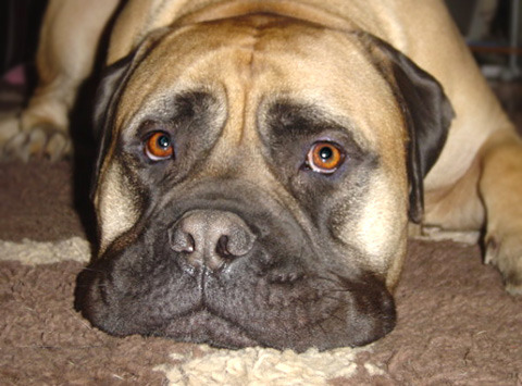 Bullmastiff