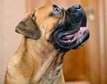 Bullmastiff