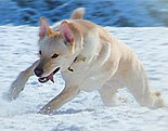 Canaan Dog