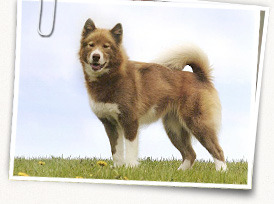 Canadian Eskimo Dog