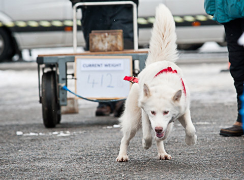 Canadian Eskimo Dog