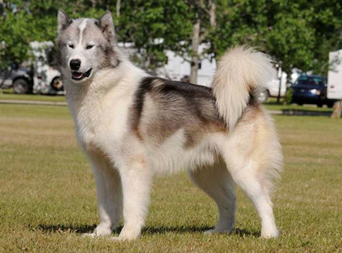 White canadian eskimo dog new arrivals