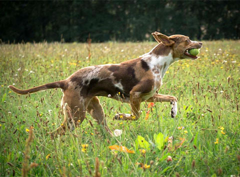 Catahoula Leopard Dog