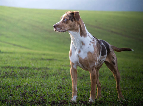 Catahoula Leopard Dog