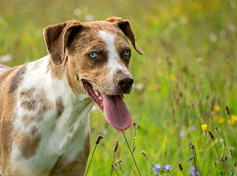 Catahoula Leopard Dog