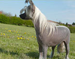 Chinese Crested