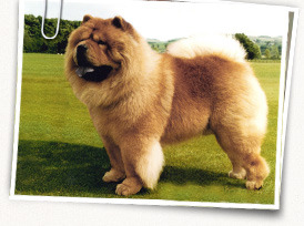 Chow Chow