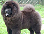 Chow Chow