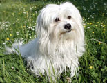 Coton de Tulear