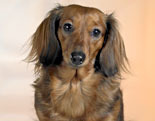 Dachshund (Long Haired)