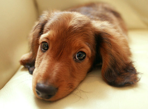 Dachshund (Miniature Long Haired)