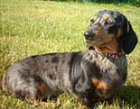 Dachshund (Miniature Smooth Haired)