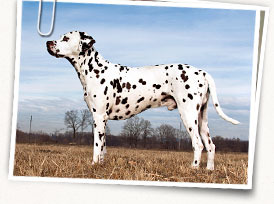 Dalmatian