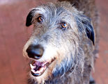 Deerhound