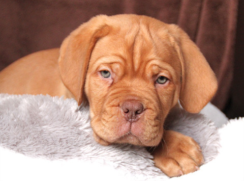 Dogue de Bordeaux