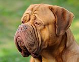 Dogue de Bordeaux