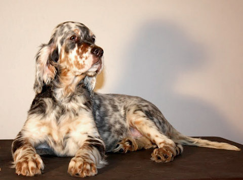 English Setter