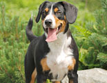 Entlebucher Mountain Dog