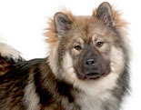 Eurasier