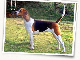 Foxhound