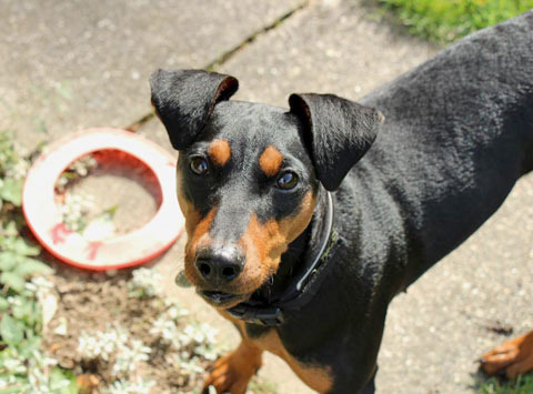 German Pinscher