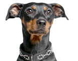 German Pinscher