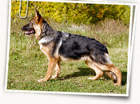 German Shepherd Dog