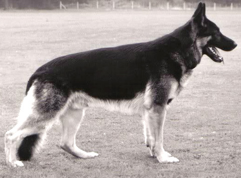 German Shepherd Dog