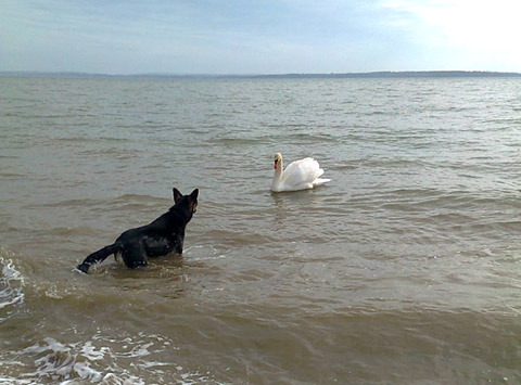 German Shepherd Dog