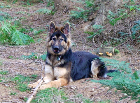 German Shepherd Dog