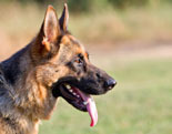 German Shepherd Dog