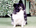 German Spitz (Klein)