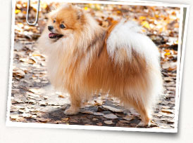 German Spitz (Mittel)