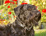 Giant Schnauzer