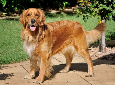 Golden Retriever