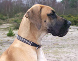 Great Dane