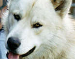 Greenland Dog