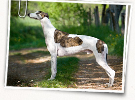 Greyhound