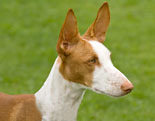 Ibizan Hound